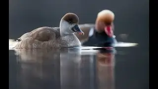 Rödhuvad dykand - Red-crested pochard