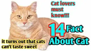 How to understand your cat better - 14 fact about cats
