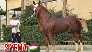 тел: +992 929 80 49 49  ватсап Тойи Полтяж Россия🇷🇺 15 июня 2025 г.