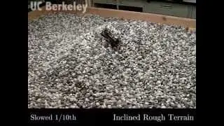 Animal-inspired Design and Aerodynamic Stabilization of a Hexapedal Millirobot