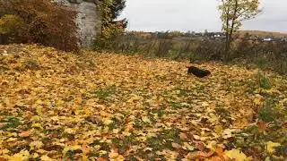 Осенняя такса
