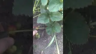 The first summer berry Victoria