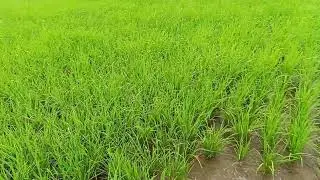 Patubig naman sa palay 