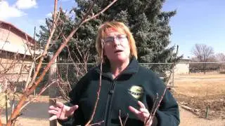Carol O'Meara:  Apple Tree Pruning