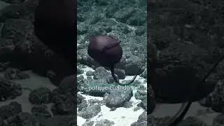 pez abisal con boca de pelícano