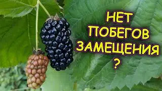Что делать если нет побегов замещения на ежевике. Как вызвать рост побегов замещения на ежевике.