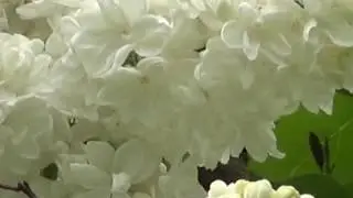 Для  вас