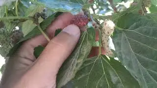 Mulberry fresh!