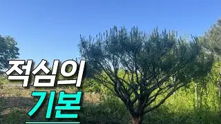 소나무 적심 이것만 알고하자