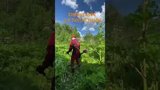 ПОКОС БОРЩЕВИКА 3Х ЛОПАСНЫМ                                                      #stihl #zimani