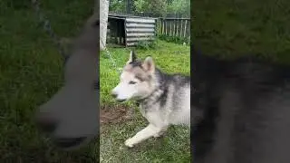 Подрос