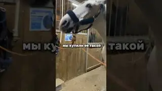 #horse
