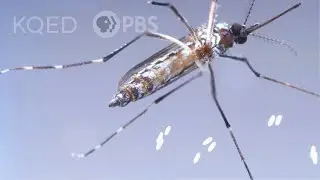 This Dangerous Mosquito Lays Her Armored Eggs – in Your House | Deep Look