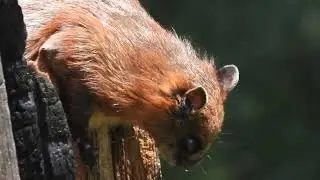 Flying Squirrel🐿