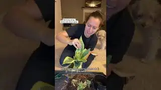 Don’t let those snake plants die, I’ll help them thrive 