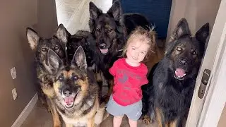Our 7 German Shepherds Grew Up With Our Baby!