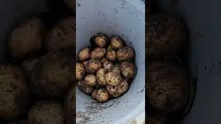 30 июля//Урожай картошки 2024г