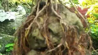 Inspirasi Taman Minimalis