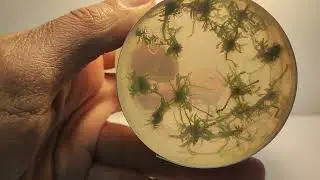 Живое аквариумное растение Мох Кристмас меристемное