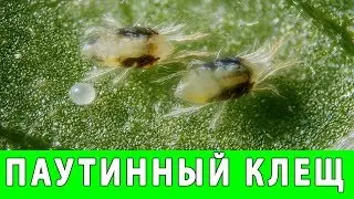 ПАУТИННЫЙ КЛЕЩ НА ОГУРЦАХ КАК БОРОТЬСЯ
