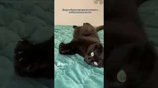 Тест на интеллект 😻 