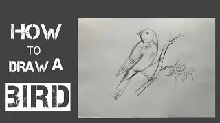 how to draw bird easily step by step  part - 01 | Bird Drawing very easy