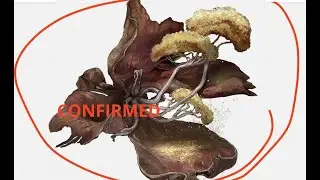 GIRL IM DRUNK lets talk about Elden Ring Flowers [My dog barks really loud ASMR]