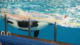 Advanced Digital Media: A SeaWorld ad