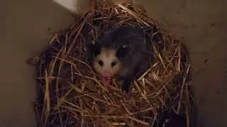 Awesome Little Possum