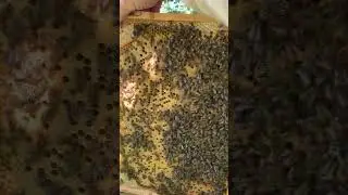 Вот так сеет дворовая,не породистая Карпатка