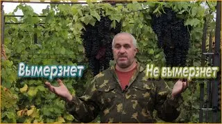 Подготовка виноградника к зиме.