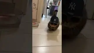 This short legged cat is a G 😂 #cute #cats #animals #viral #shorts #catshorts #catlover #catvideos