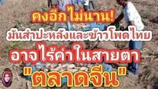 มันสำปะหลังไทยกำลังจะไร้ค่า!จากความรุ่งโรจน์ของจีนในผืนดิน4เหลี่ยมเศรษฐกิจ#ตอง8#มันสำปะหลัง