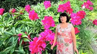 Травянистые Пионы: Как Вырастить Красоту в Вашем Саду! 🌹🌿