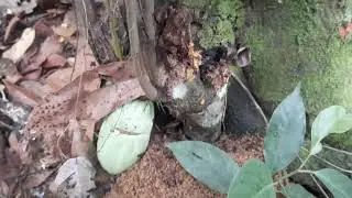 La Hormiga Bala u Hormiga Gigante