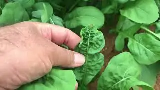 Roka yetiştiriciliği ve kırmızı örümcek zararı