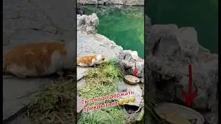 Приколы , кошки и птички