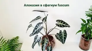 Алоказия в сфагнум fuscum, спрашивали про корни, показывают! #sphagnum_eco #сфагнумфускум #plants