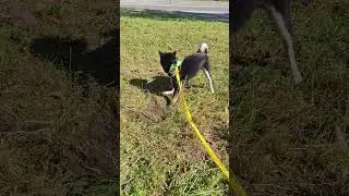 Shiba digging for Mice! 🐭 Will he ever get one? 🤔🐕🐶