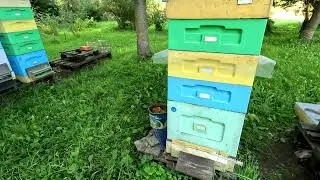 Что стало с пчёлами за месяц, продажа маток #пчеловодство #пчёлы #пасека а