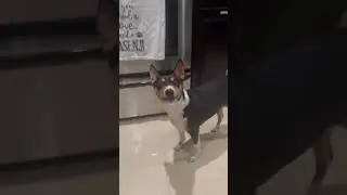 Basenji Burps after Breakfast 😆