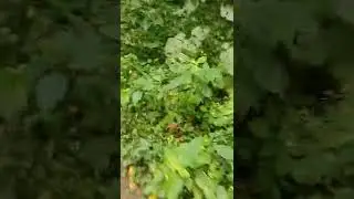 осеняя прогулка-2