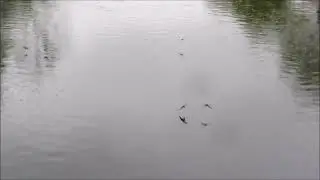 Vis caniccular