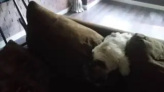Let sleeping dogs lie!