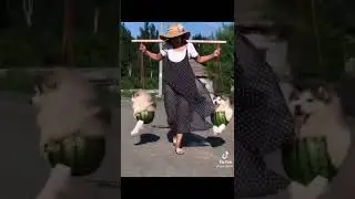 Приколы с котами и с собаками из Тик Тока  до слёз!!!😹😹😹