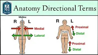 Anatomical Position and Directional Terms [Anatomy MADE EASY]
