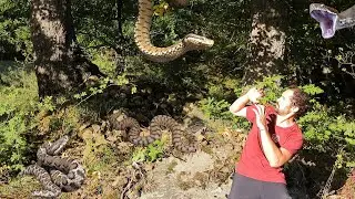 VIPERA d'autunno: PERICOLO MORTALE?