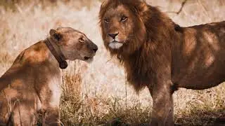 AWF Safaris: To Travel With Us Is To Travel With Purpose
