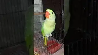 cute 🦜 parrot#rawparrots