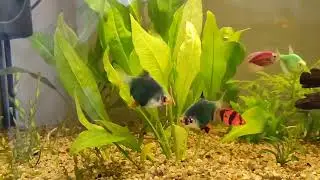  🌿 Echinodorus 🌿